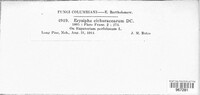 Golovinomyces cichoracearum image